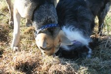 IMG_1342.jpg