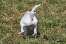 DSC_0331.JPG
