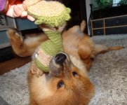 puppi1.jpg