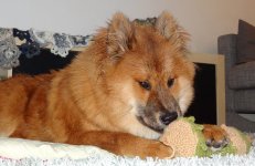 puppi9.jpg