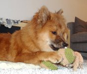 puppi16.jpg