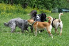 hunde014.jpg