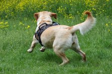 hunde016.jpg