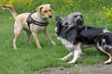 hunde017.jpg