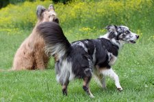 hunde018.jpg