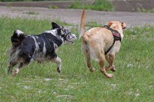 hunde020.jpg