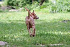 hunde006.jpg