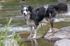 hunde009.jpg