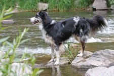 hunde010.jpg