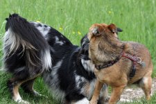 hunde061.jpg