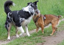hunde062.jpg