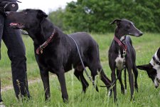 hunde067.jpg