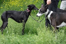 hunde019.jpg