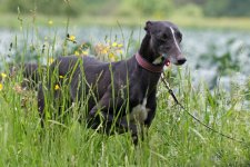 hunde074.jpg