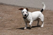 hunde090.jpg