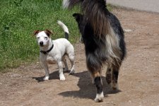 hunde091.jpg