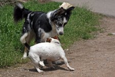 hunde093.jpg