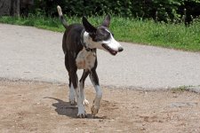 hunde095.jpg