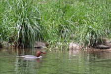 hunde099.jpg