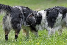 hunde100.jpg