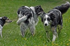 hunde101.jpg