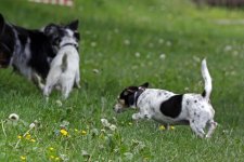hunde105.jpg