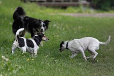 hunde106.jpg