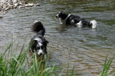 hunde108.jpg