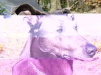 silver_21.jpg