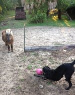 ball2.jpg