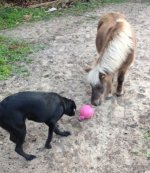 ball3.jpg