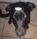 i voted.png