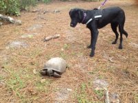 turtle.jpg