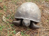 turtle2.jpg