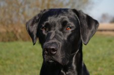 44655d1359056262-split-die-labrador-diskussion-_mg_5143_aiko.jpg