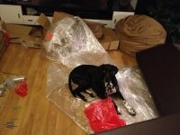 ImageUploadedByHaustierforum.ch1361309499.349255.jpg