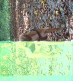 wald.jpg