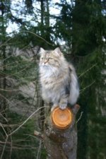 gipsy4.jpg