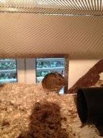 ImageUploadedByHaustierforum.ch1369414202.282535.jpg