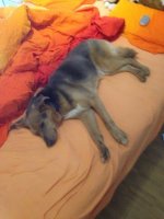 ImageUploadedByHaustierforum.ch1371214054.158415.jpg