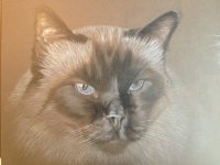 ImageUploadedByHaustierForum1375278611.928617.jpg