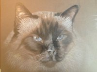 ImageUploadedByHaustierForum1375278836.184305.jpg