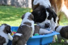 Orla-Qwelpenspiel2-20130811_mq.jpg