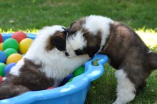 QuashaQuincy-Ballmuschel2-20130811_mq.jpg