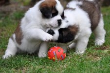Q H3 Quincy-Ball2-20130813_mq.jpg