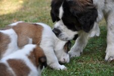 Orla-QWelpenerziehung1-20130822_mq.jpg