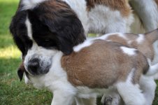 Orla-QWelpenerziehung2-20130822_mq.jpg