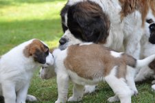 Orla-QWelpenerziehung3-20130822_mq.jpg