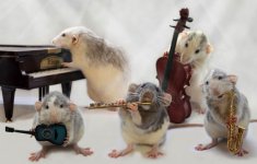 rat-playing-musical-instruments-6.jpg