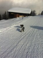 ImageUploadedByHaustierForum1393058789.349354.jpg